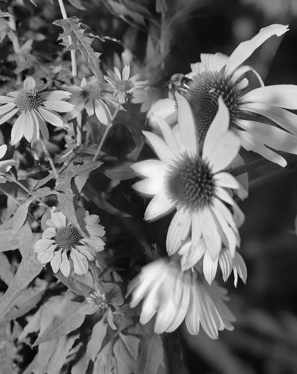 Bees and Cone Flowers, Wilton, Connecticut, 2015 Selenium Toned Silver Gelatin Print 20x16" Edition of Three