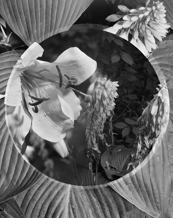Hosta + Lily, Wilton, Connecticut 2015 Selenium Toned Silver Gelatin Print 20x16" Edition of Three