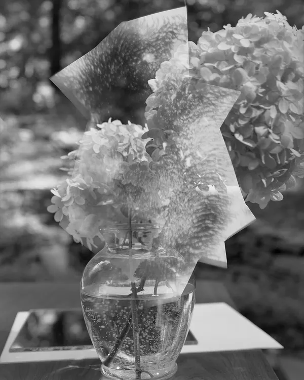 Photogram on 8x10" Sheet of Exposed Film, Hydrangea, Wilton, Connecticut, 2009 Selenium Toned Silver Gelatin Print 20x16" Edition of Three