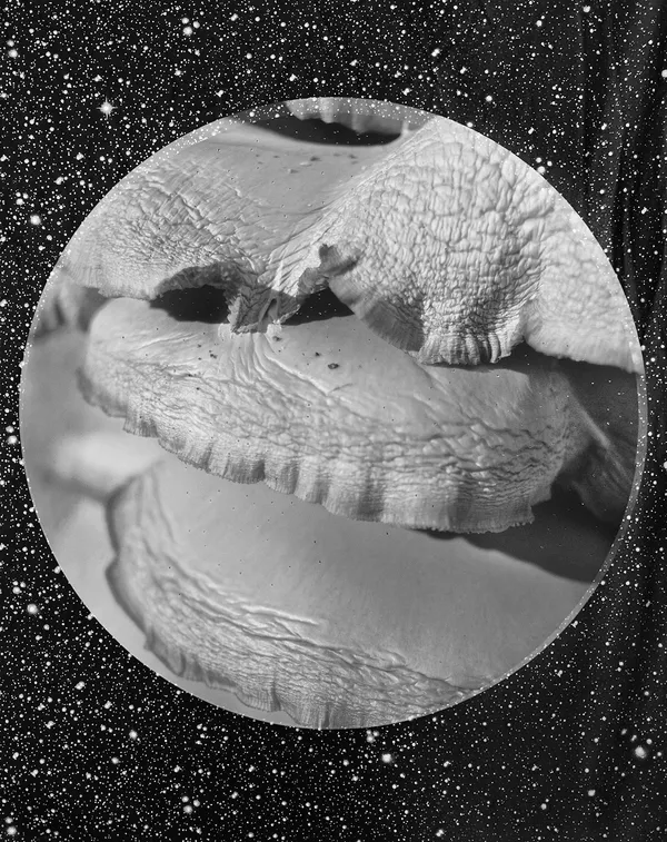 Tree Fungus + Fabric, Wilton, Connecticut, 2015 Selenium Toned Silver Gelatin Print 20x16" Edition of Three