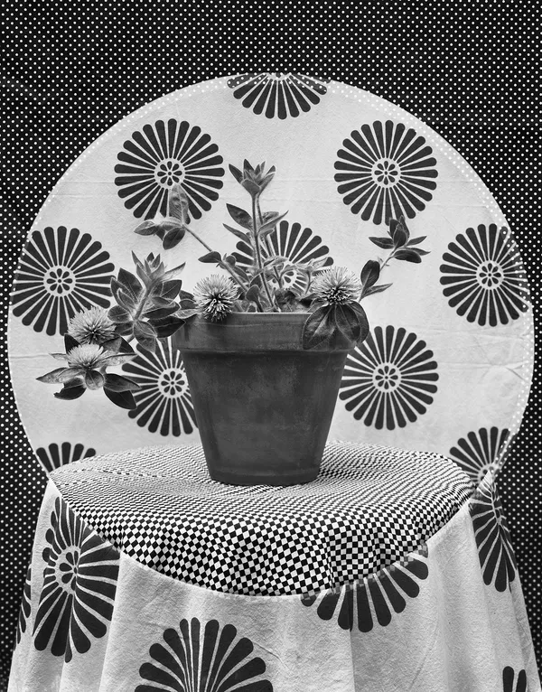 Plant and Fabric Double, Wilton, Connecticut, 2016 Selenium Toned Silver Gelatin Print 20x16" Edition of Three