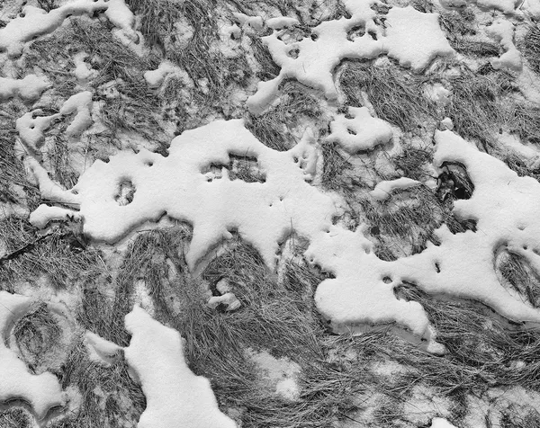 Frozen Snow, Wilton, Connecticut, 2019 Selenium Toned Silver Gelatin Print 16x20" Edition of Three