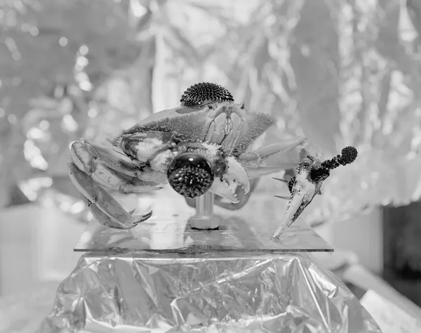 Neodynium Magnets Imbedded in Frozen Crab with Ferrofluid Placed on Top, Somerville, Massachusetts, 2007 Selenium Toned Silver Gelatin Print 16x20" Edition of Three