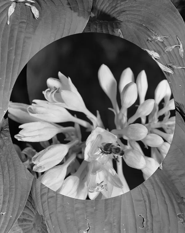 Hosta + Bee, Wilton, Connecticut 2015 Selenium Toned Silver Gelatin Print 20x16" Edition of Three