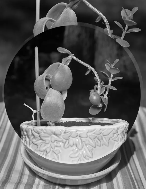 Plant Double, Wilton, Connecticut 2016 Selenium Toned Silver Gelatin Print 20x16" Edition of Three