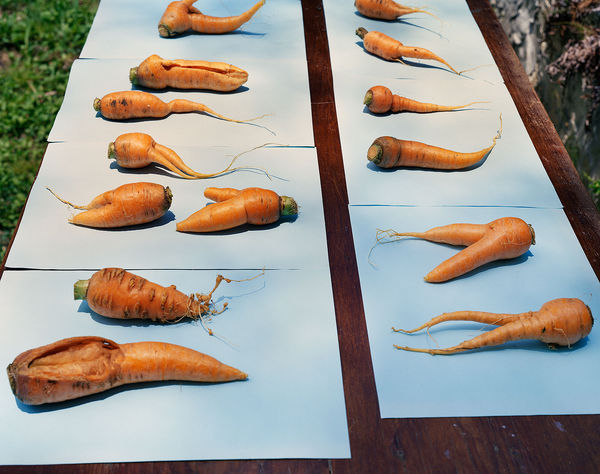 Carrot Rejects, Brighton Farm, St. George, Barbados, 2006 Archival Pigment Print on Moab Entrada Rag, 17x21" Edition of Three