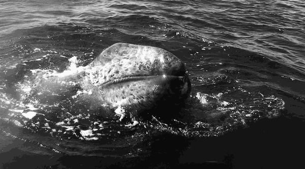 Tania Mouraud | « Ad Infinitum »