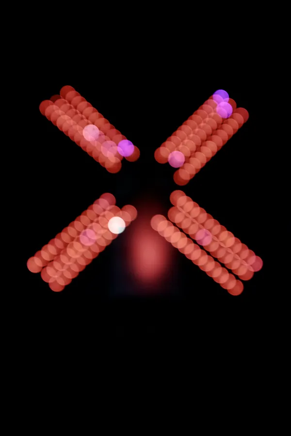 Mischa Fanghaenel, ROTE MÜHLE, 2018