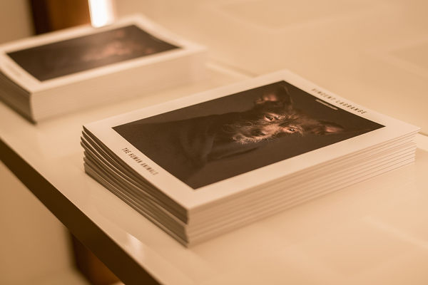 Gallerijvincent Driesluyten19