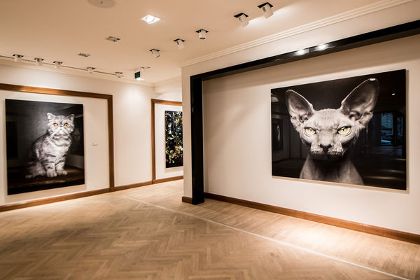 Gallerijvincent Driesluyten27