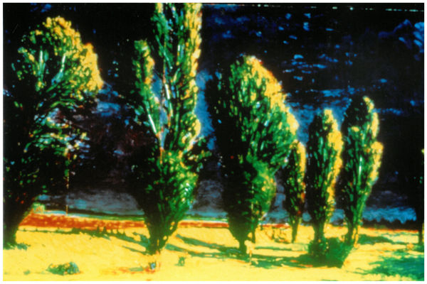 1987 Exhibitions View list