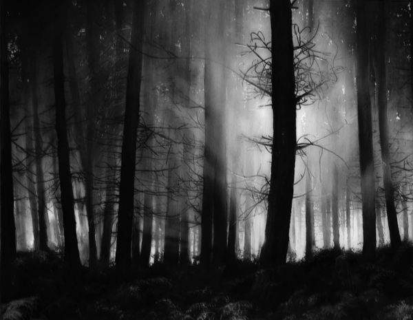 Robert Longo, Study for Forest Light, 2009