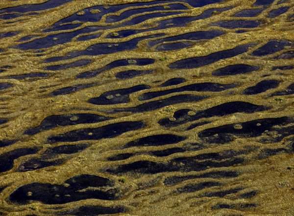 Carpet toundra, Anticosti, QC, 2019 20 x 30 in., Ed. 10