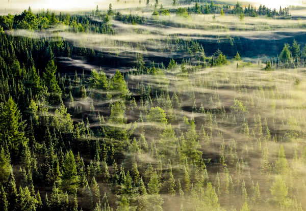 Conifères voilés, Rouyn-Noranda, QC, 2008 24 x 36 in., Ed. 10 32 x 48 in., Ed. 10