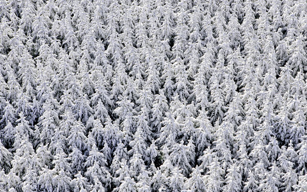 Telle une armée, Bolton-Centre, QC, 2010 29 x 47 in., Ed. 10 33 x 54 in., Ed. 10 48 x 78 in., Ed. 10