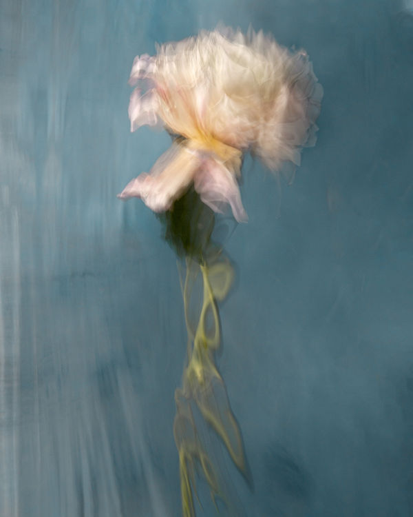 Charlotte, 2020 40 x 32 in., Ed. 8 & 2AP 54 x 43 in., Ed. 8 & 2AP 64 x 51 in., Ed. 8 & 2AP