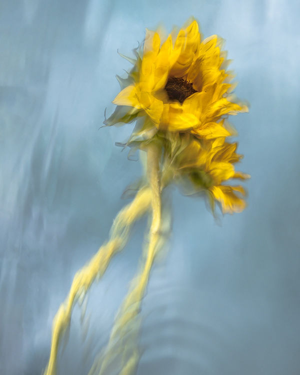 Dorthea, 2020 40 x 32 in., Ed. 8 & 2AP 54 x 43 in., Ed. 8 & 2AP 64 x 51 in., Ed. 8 & 2AP