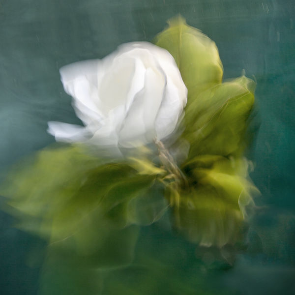 Felicity, 2021 36 x 36 in., Ed. 8 & 2AP 48 x 48 in., Ed. 8 & 2AP 60 x 60 in., Ed. 8 & 2AP