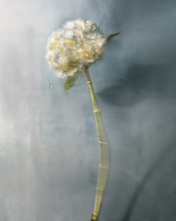 Gwendolyn, 2020 40 x 32 in., Ed. 8 & 2AP 54 x 43 in., Ed. 8 & 2AP 64 x 51 in., Ed. 8 & 2AP