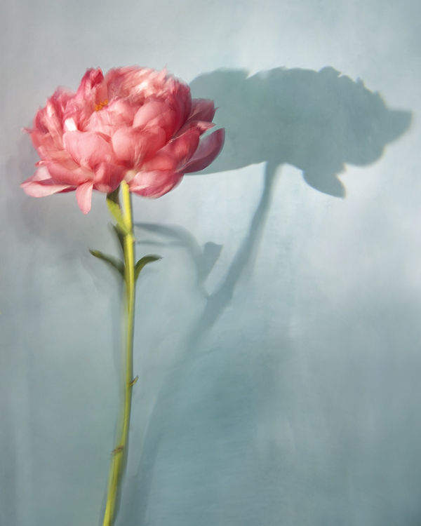 Meredith, 2020 40 x 32 in., Ed. 8 & 2AP 54 x 43 in., Ed. 8 & 2AP 64 x 51 in., Ed. 8 & 2AP