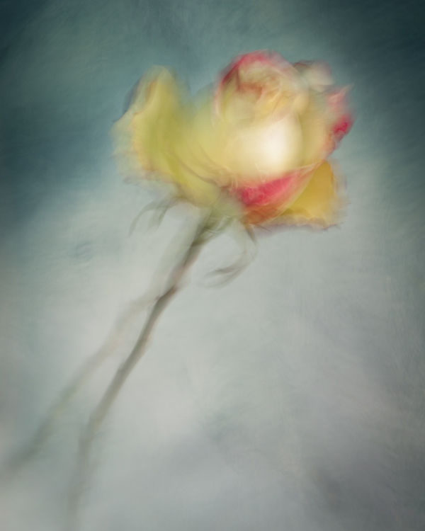 Mildred, 2020 40 x 32 in., Ed. 8 & 2AP 54 x 43 in., Ed. 8 & 2AP 64 x 51 in., Ed. 8 & 2AP