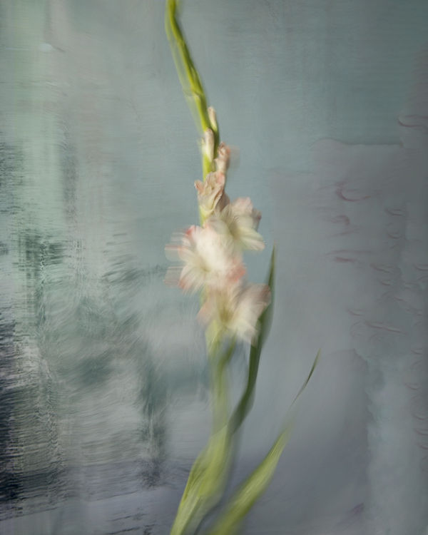 Millicent, 2020 40 x 32 in., Ed. 8 & 2AP 54 x 43 in., Ed. 8 & 2AP 64 x 51 in., Ed. 8 & 2AP