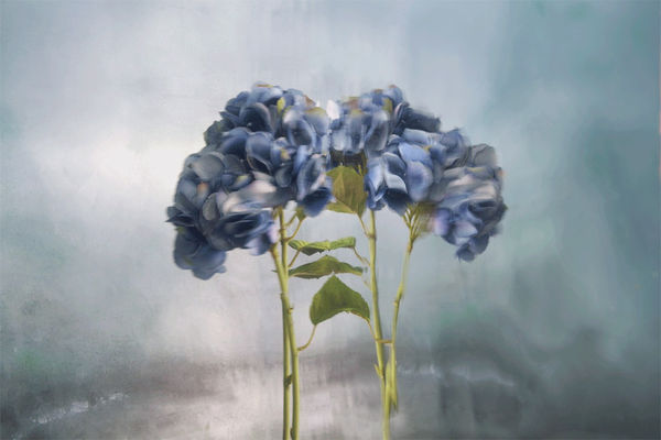 Peyton (Lenticular), 2020 26 x 40 in., Ed. 10 & 2AP