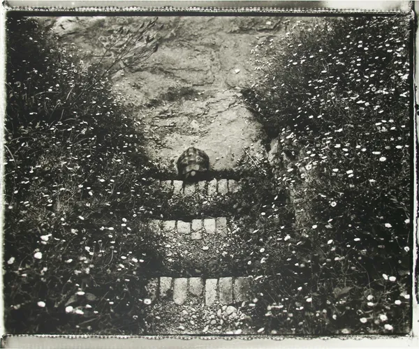Sarah Moon, La tortue, 2000