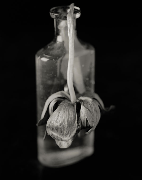 Yumiko Izu, Secret Garden Noir 3, 2004