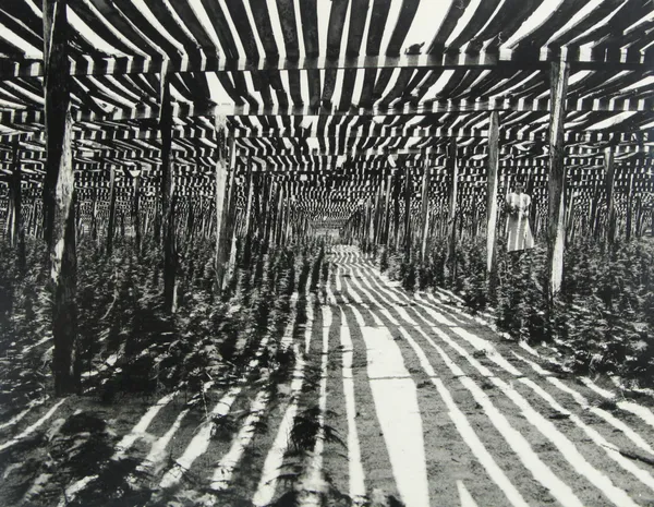 Peter Sekaer, Growing ferns in shade, Florida, c.1936