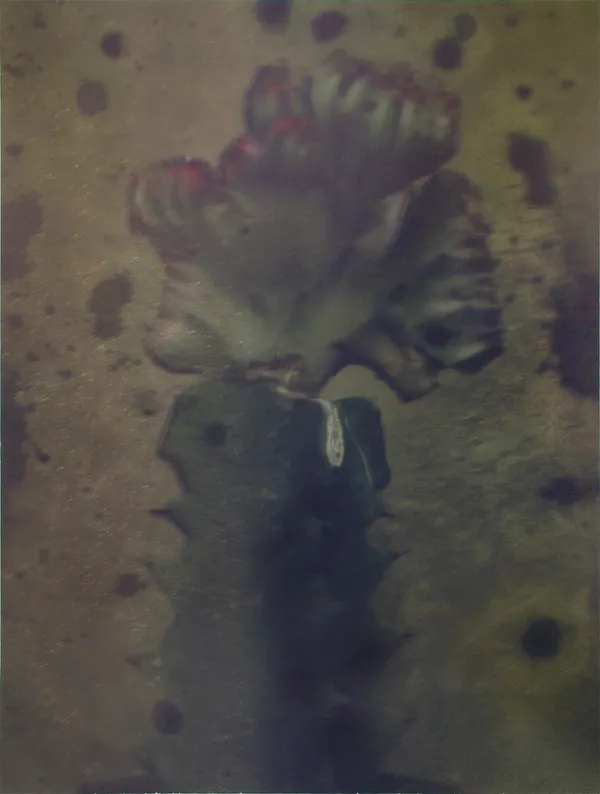 Sarah Moon, Figue de barbarie, 2012