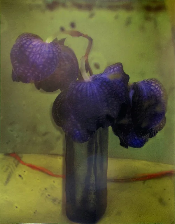 Sarah Moon, L'orchidee, 2010