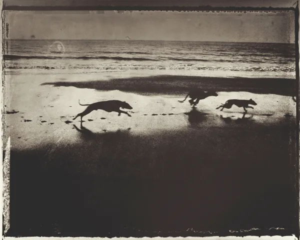 Sarah Moon, Les chiens de Maria, 2000