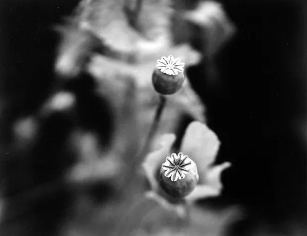 Selection by Arshak Martirosyan