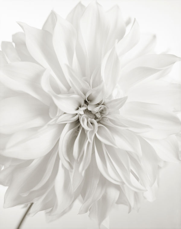 Yumiko Izu, Secret Garden Blanc 114, 2011