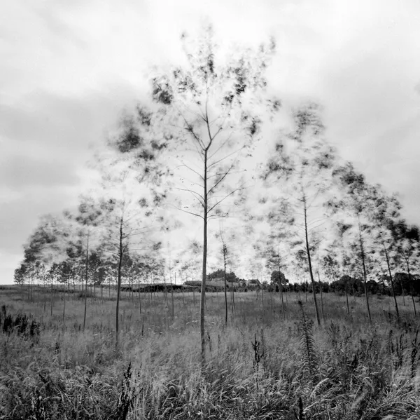 Jerry Berndt, Chaloose, Les Landes, France, 2000