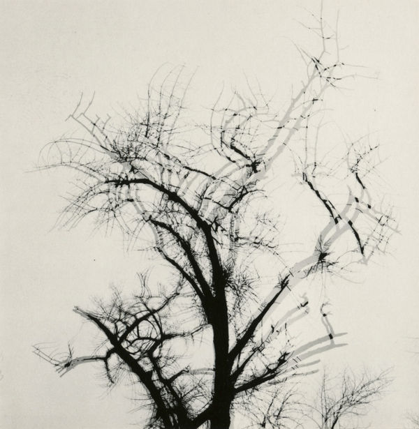 Harry Callahan, Multiple Exposure Tree, 1956