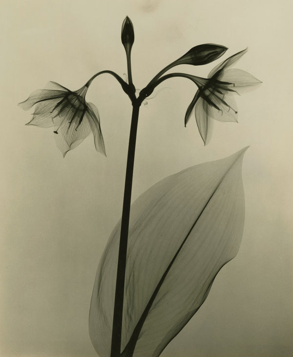 Dr. Dain L. Tasker, Amazon Lily, 1930s
