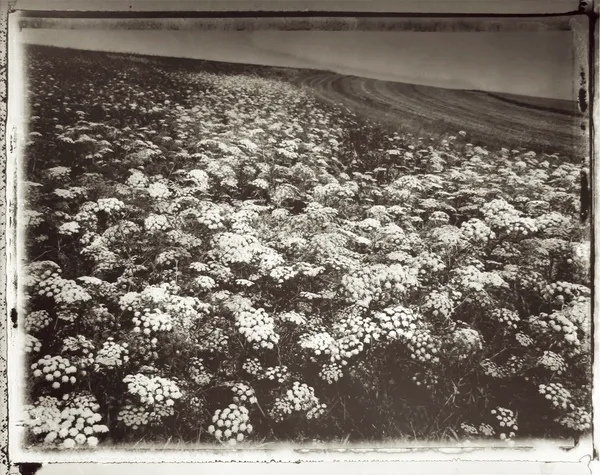 Sarah Moon, Ombelliferes, 1993