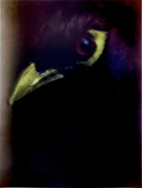 Sarah Moon, L'oiseau de mauvaise augure, 2007