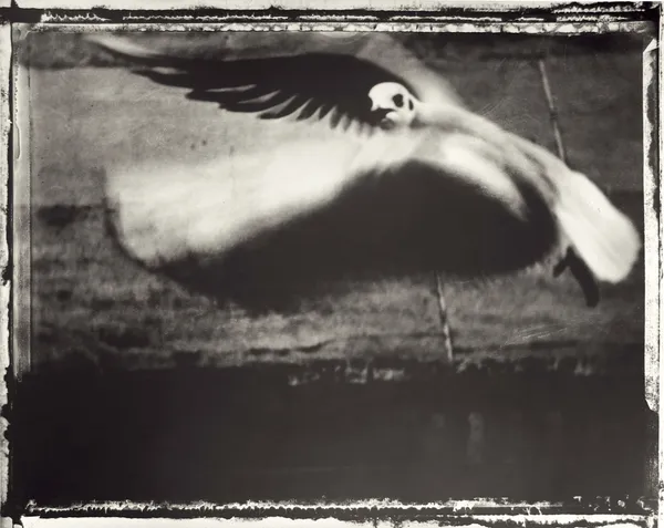 Sarah Moon, La mouette, 1998