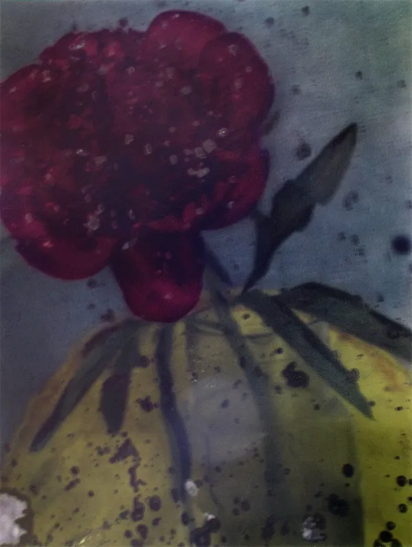 Sarah Moon, La pivoine rouge, 2011