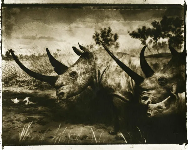 Sarah Moon, Histoires Naturelles, 1995