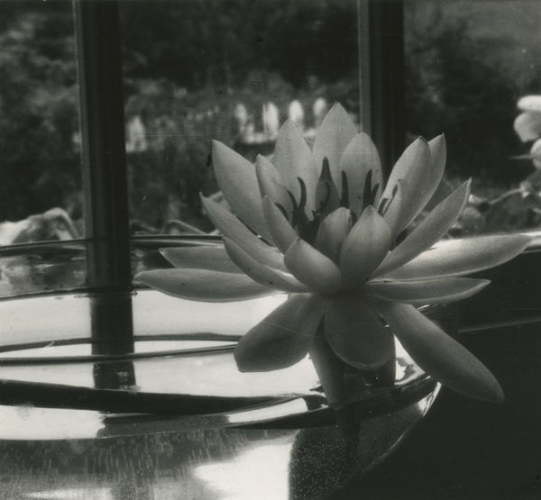 Dorothy Norman, Water Lily in Bowl, Woods Hole, Cape Cod , 1930s