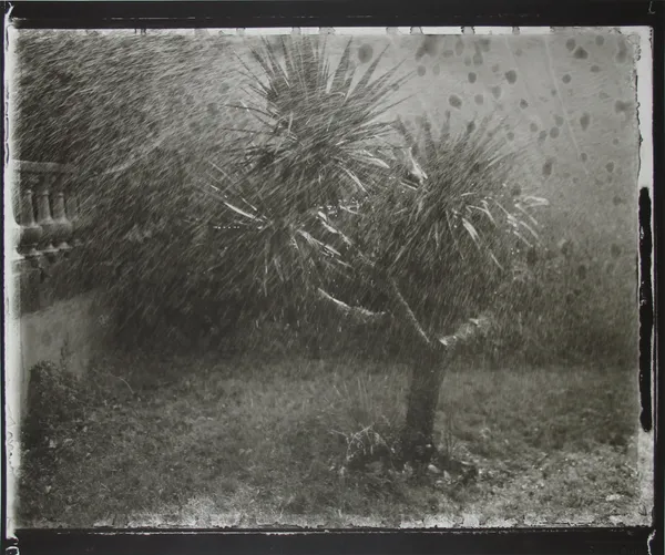 Sarah Moon, Le Yucca, 1988