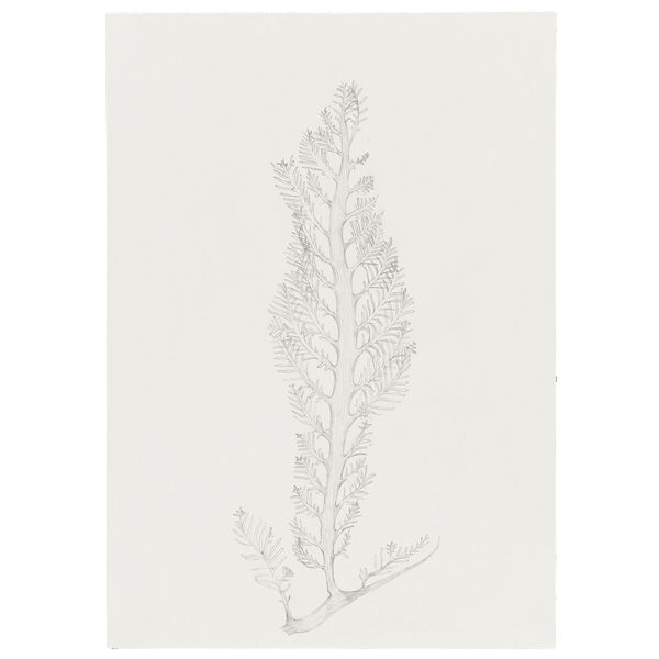 Ptilota formosissima Montagne, 2024 Graphite on paper 29,7 x 21 cm