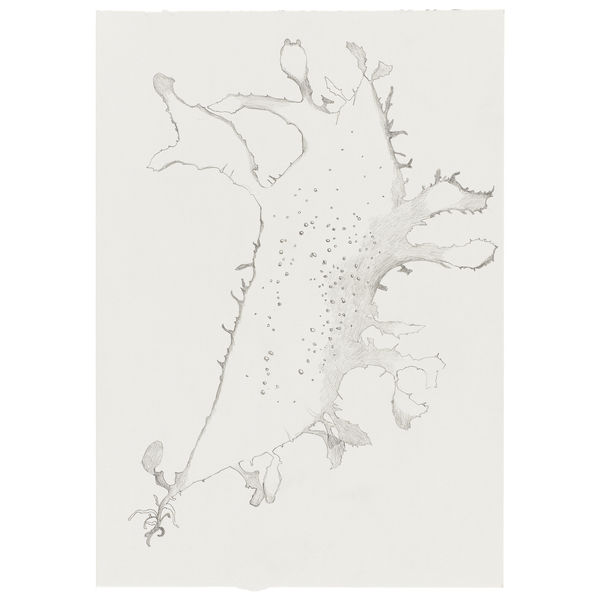 Rhodophyllis veprecula, 2024 Graphite on paper 29,7 x 21 cm
