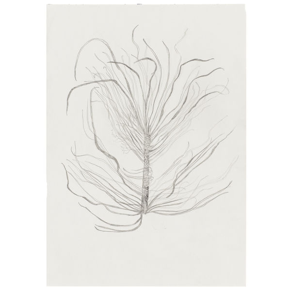 Scytosiphon lomentaria, 2024 Graphite on paper 29,7 x 21 cm