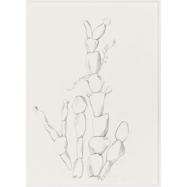 Amphiroa cretacea, 2024 Graphite on paper 29,7 x 21 cm