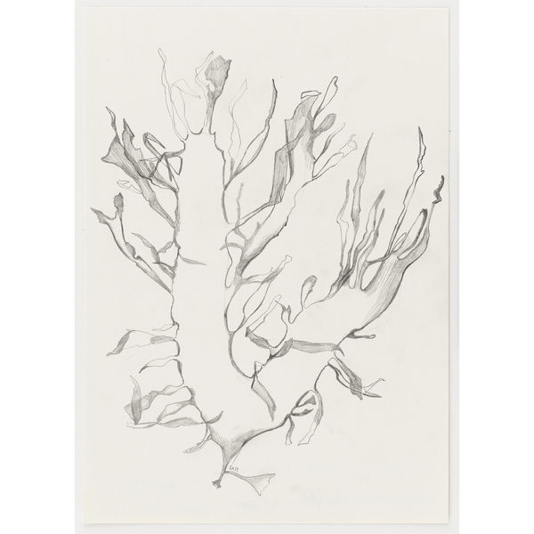 Halarachnion ligulatum, 2024 Graphite on paper 29,7 x 21 cm